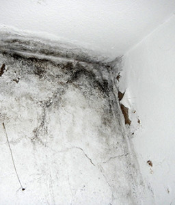 Dampness in buildings, Moisture & humidity problems. Damp house causes and treatment of dampness. Removing moulds, algae, fungi. Algarve, Portimão, Lagos, Lagoa, Carvoeiro, Aljezur, Sagres, Monchique, Silves, Albufeira